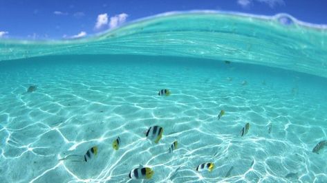 Best live wallpapers HD for PC 1 Clear Water, Fish, Wallpapers, Water, Blue, White