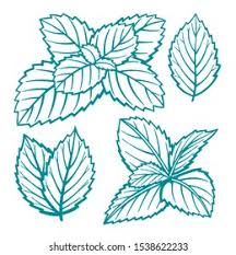 Mint Drawing Simple, Mint Leaf Drawing, Mint Plant Drawing, Mint Leaves Illustration, Mint Leaves Drawing, Mint Leaf Tattoo, Mint Leaf Illustration, Mint Tattoo, Mint Drawing