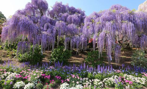 Tochigi, Japan’s Magical Wisteria Garden - Zafigo Library Forest, Fantasy Flower Garden, Fae Forest, Wisteria Trees, Wisteria Garden, Flower Park, Wisteria Flower, Wisteria Flowers, Wisteria Tree