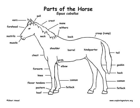 Parts Of A Horse, Honesty Lesson, Radius Bone, Farm Lessons, Horse Lessons, Tiny Horses, Vet Medicine, Horse Anatomy, Horse Camp