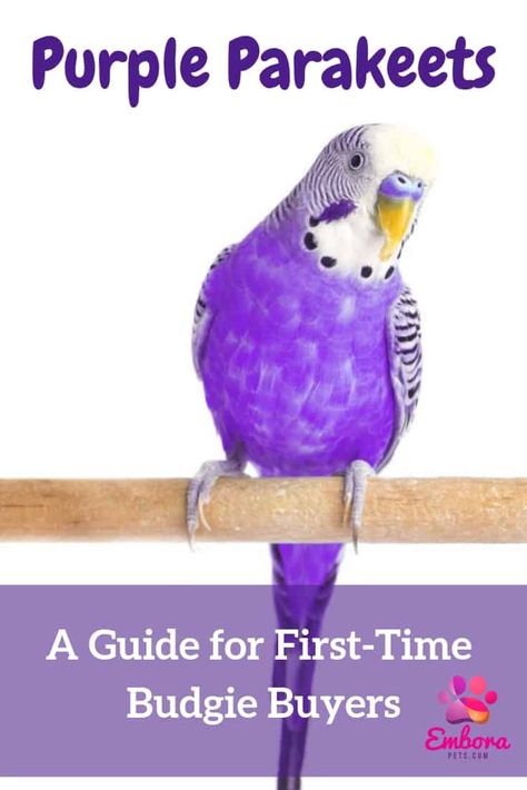 Purple Budgie, Breeding Budgies, Parakeet Colors, Parakeet Care, Parakeet Food, Monk Parakeet, Bird Breeds, Parakeet Cage, Budgies Bird