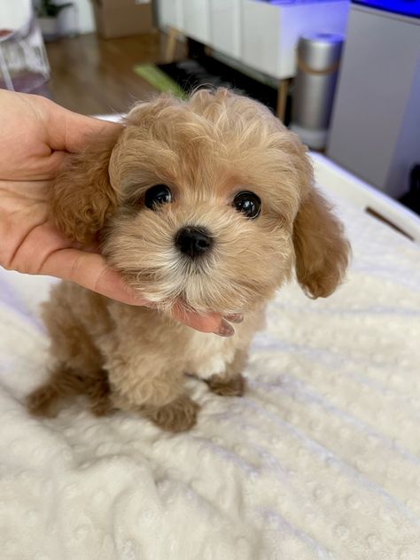 Tea Cup Poodle Puppies, Teacup Maltipoo Full Grown, Teacup Maltipoo For Sale, Poodle Teacup, Teacup Maltipoo, Tea Cup Maltipoo, Teacup Poodle Puppies, Teacup Puppy, Puppy Videos