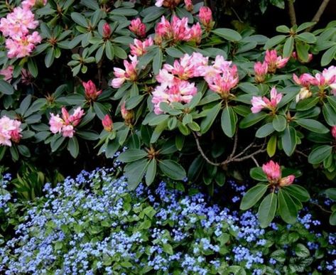 Pacific Northwest Plants, Brunnera Macrophylla, Pnw Garden, Pacific Northwest Garden, Northwest Flowers, Northwest Garden, Northwest Landscaping, Ideas For Garden, Garden Shrubs