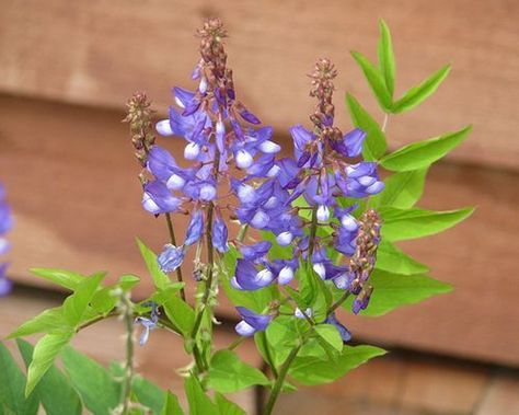 Galega orientalis Goats Rue, Partial Shade Plants, Aloe Vera Benefits, Pineapple Sage, Plant Benefits, Sun Loving Plants, Herbal Apothecary, Herbal Healing, Hardy Perennials