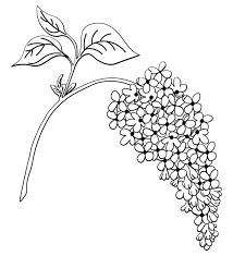 Premium Vector | Lilac drawing lilac flowers drawing easy How To Draw Lilacs, Lilac Flowers Drawing, Drawing Lilac, Flowers Drawing Easy, Lilac Drawing, Flower Drawings, Flowers Drawing, Art Painting Tools, Bee Tattoo