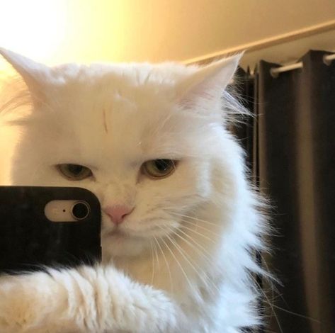 Funny Cat Wallpaper, Taking A Selfie, Cute Cat Wallpaper, Cute Cats Photos, Cat Icon, Cat Aesthetic, Cute Animal Photos, Funny Cute Cats