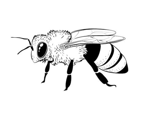 Free vector hand drawn bee outline illus... | Free Vector #Freepik #freevector #bee-drawing #animal-outline #animal-coloring #line-art Bee Outline, Bee Drawing, Outline Illustration, Psd Icon, Vector Hand, Flower Farm, Vector Photo, Line Art, Moose Art