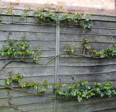 Training climbing and rambling roses Roses do not cling to the wall themselves like some plants do. Therefore they will require tying in. On a wall it is a good idea to put up trellis or wires for this purpose. As the rose grows it should be encouraged to grow horizontally outward and upward. T Rose Trellis Ideas, Claire Austin Rose, Iceberg Climbing Rose, Yellow Climbing Rose, Climbing Roses Trellis, Red Climbing Roses, Rambling Roses, Cabin Garden, Container Roses