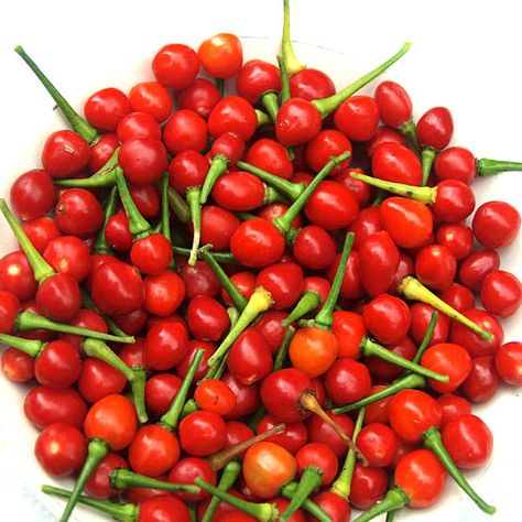 A sortable list of over 130 hot peppers. Includes photos, scovile scale and detailed information on many popular hot peppers. Scoville Scale, Pickled Peppers, Pepper Plant, Hot Pepper Seeds, Chilli Peppers, Hot Peppers, Pepper Plants, Pepper Seeds, Hot Pepper