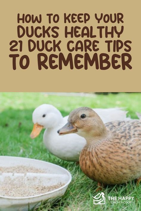 Duck Care 101, How To Care For Ducks, Duck Care For Beginners, Diy Duck Coop, Ducks And Chickens Together, Ducks Coop, Diy Duck House, Duck Raising, Duck Keeping