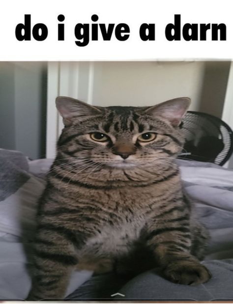 this is my cat yoshi. he is so silly |silly funny cat yoshi looking cat boy why you so stare goofy cat memes| Cat Silly, Silly Cars, Silly Kitties, Funny Looking Cats, Cat Emoji, Cat Pfp, Cat Doodle, Cat Anime, Cats Memes