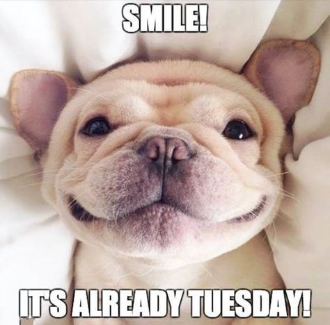 smile its already tuesday tuesday meme positive Humour, Happy Tuesday Meme, Tuesday Meme, Bon Mardi, Friday Meme, Happy Tuesday Quotes, Good Morning Tuesday, Morning Memes, Monday Memes