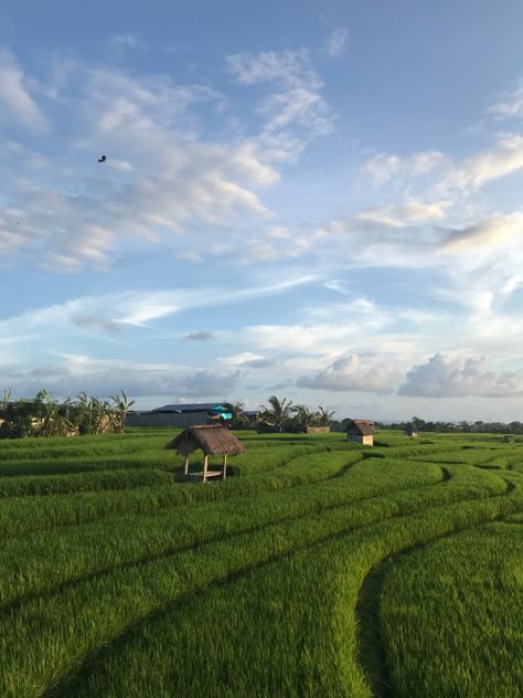 Nature, Ubud, Rice Field Aesthetic, Perfume Workshop, Drawing Fundamentals, Rice Field, Canggu Bali, Rice Fields, Scenery Nature