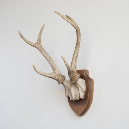 Millwood Pines Hunter's Trophy Antler Wall Décor | Wayfair Antler Wall Decor, Antler Mount, Antler Design, Antler Wall, Faux Taxidermy, Deer Skulls, Animal Wall Decor, Deer Antlers, Wall D