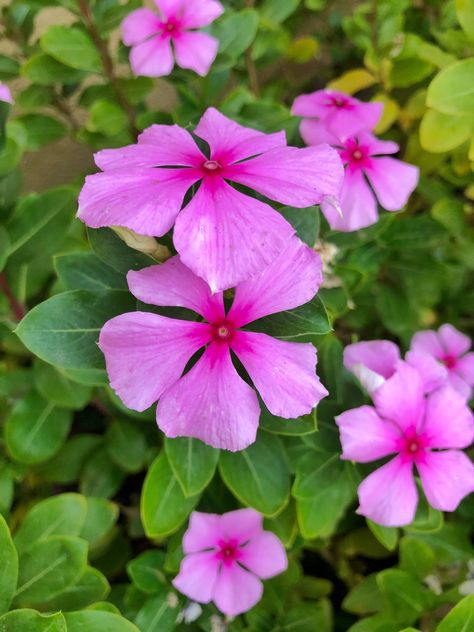 Pink periwinkle flowers are beautiful and easy to grow! Periwinkle Plant, Periwinkle Flower, Plants House, Ontario California, Periwinkle Flowers, Sunflower Pictures, Backyard Gardening, Rose Flower Wallpaper, Beautiful Pink Flowers