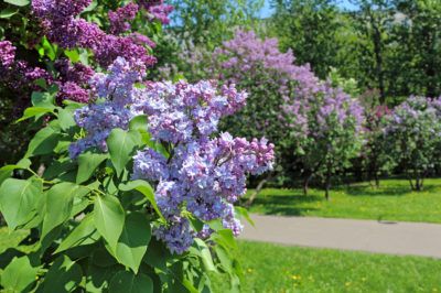 Lilac Plant, Gardening For Dummies, Lilac Bush, Lilac Bushes, Lilac Tree, Garden Shrubs, Patio Plants, Gardening Advice, Replant