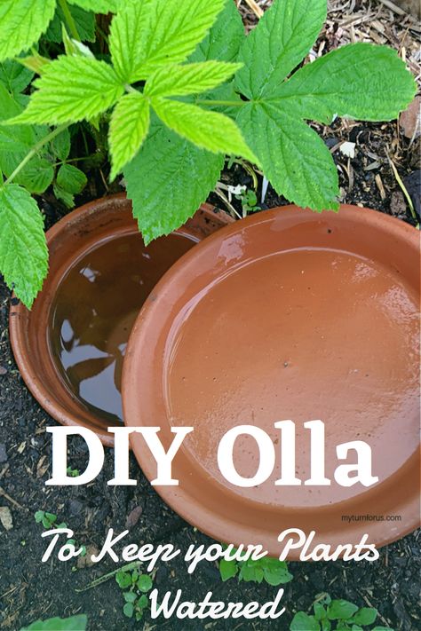 Save water and money by making a DIY Olla. What is an olla? Ollas are clay pots for watering plants and they can preserve water and save your garden from a drought. And with about 10 minutes work you can make a homemade olla watering pot for all your garden plants. #DIYOlla #HomemadeOlla #ClayPotsForWateringPlants #OllaWateringPot #WhatIsAnOlla #myturnforus #Ollas Watering With Clay Pots, Self Watering Clay Pots, Diy Oya For Garden, Diy Ollas Terra Cotta, Diy Oya Watering, Diy Olla Pot, Clay Pot Watering System, Terra Cotta Watering System, Diy Ollas How To Make