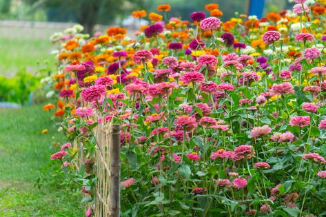 Zinnias are easy to grow annual flowers that come in a wide range of colors, flower shapes and heights. Here are tips for growing your own zinnias. Zinnia Varieties, Garden Preparation, Easiest Flowers To Grow, Zinnia Garden, Zinnia Flower, Flowers Growing, Zinnia Flowers, Cut Flower Garden, Spring Plants