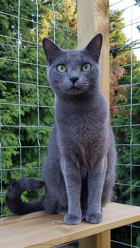 Russian Blue Shorthair, Russian Gray Cat, Russian Blue Siamese Cat, Cats Russian Blue, Russian Blue Cat Kittens, Russian Blue Cat Aesthetic, Russian Grey Cat, Russian Blue Cat Personality, Funny Cat Expressions