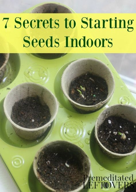 7 Secrets to Starting Seeds Indoors- Starting you garden plants from seeds indoors can save you time and money. Grow seedlings successfully with these tips. Plants From Seeds, Starting Seeds, Growing Microgreens, Starting Seeds Indoors, Vegetable Garden Diy, Diy Gardening, Organic Gardening Tips, Hydroponic Gardening, Veggie Garden