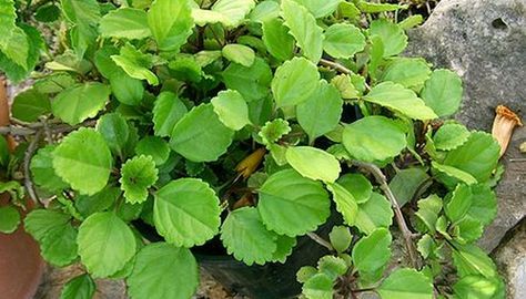 Ivy Houseplant, Indoor Ivy, Swedish Ivy, Geranium Plant, Evergreen Vines, Mint Plants, Ivy Plants, Plant Problems, Trailing Plants