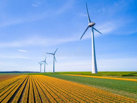 Windmill park in a field of tulip flowers, drone aerial view of windmill turbines green energy royalty free stock photo Windmill Energy, Tulip Fields, Tulips Flowers, Green Energy, Aerial View, The Netherlands, Tulips, Netherlands, Art Reference