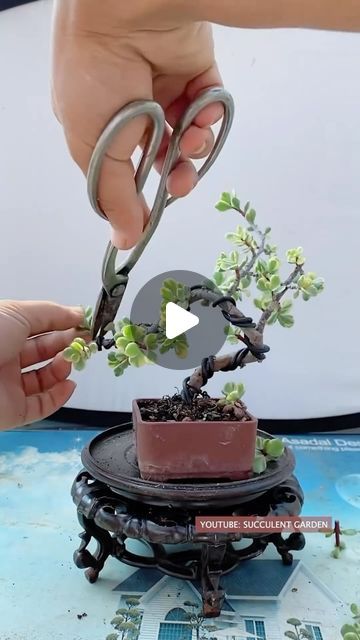 Succulent Bonsai Tree, Succulents Nursery, Plant Sunroom, Bonsai Succulents, Windswept Bonsai, Succulents Bonsai, Jade Plant Bonsai, Bonsai Making, Jade Bonsai