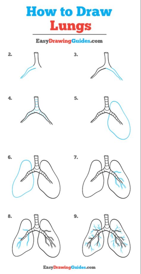 How To Draw Lungs Step By Step, How To Draw Lungs, Lung Drawing, Lungs Drawing, Heart Diagram, Doctor Drawing, Art Classroom Management, Medical Drawings, Safety And First Aid