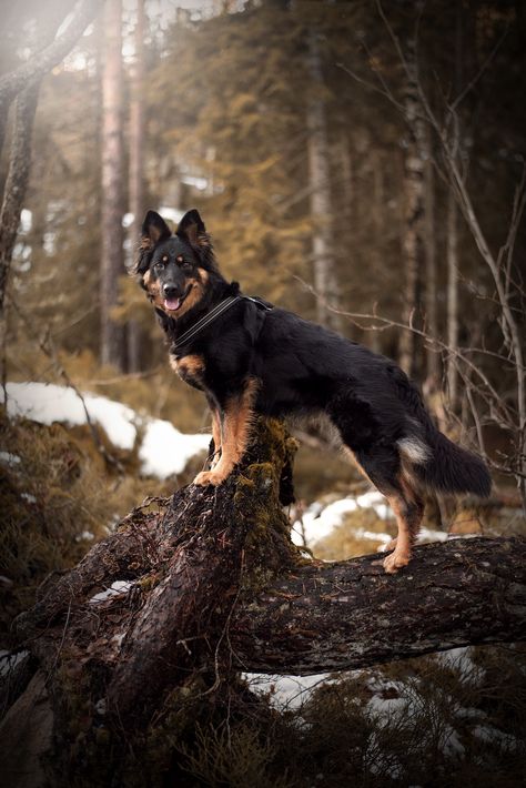 Shepherd Aesthetic, Bohemian Shepherd, Aussie Mix, Animal References, Group 1, Shepherd Dogs, Shepherd Dog, Dog Pictures, Bald Eagle