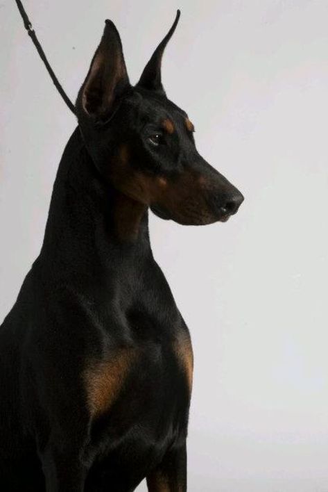 Perro Doberman Pinscher, Black Doberman, Scary Dogs, Doberman Pinscher Dog, Dangerous Dogs, Doberman Puppy, Doberman Dogs, Pretty Dogs, Doberman Pinscher