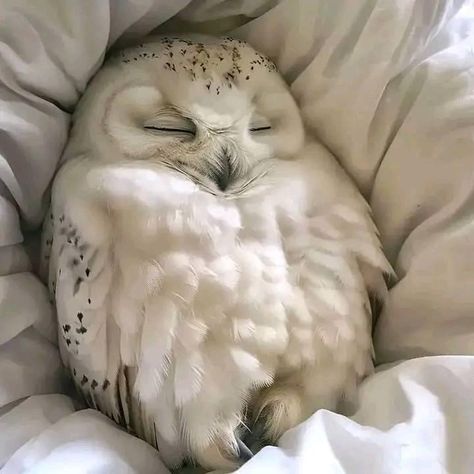 Owl Sleeping, Adoption Photos, Clydesdale Horses, Budweiser Beer, Owl Pictures, Pretty Animals, Sewing Stitches, Silly Animals, Cute Wild Animals