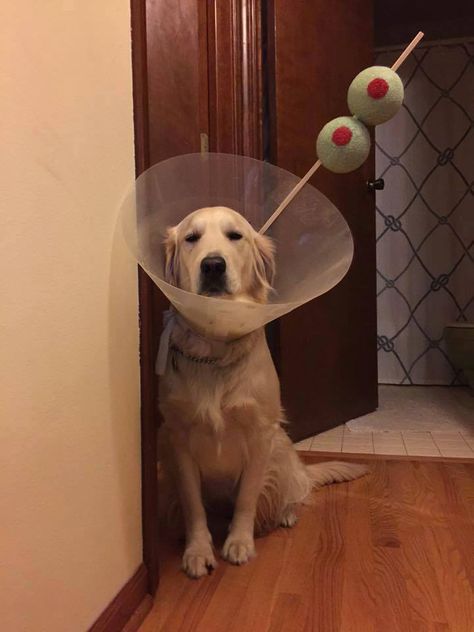 #MartiniDog #OliveDog #martini #olive #coctail #joke #dog #pet Dog Snapchats, Dog Cone, Dog Shaming, Love My Dog, Dog Halloween Costumes, Pet Costumes, Dog Halloween, Funny Animal Pictures, Dog Memes