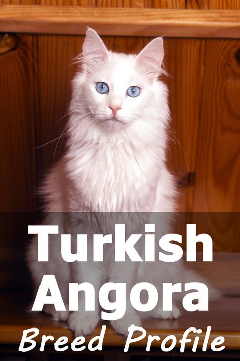 Turkish Angora Cats White Cat Breeds, Breakup Messages, Angora Cat, Turkish Van Cats, Turkish Angora Cat, Purebred Cats, Turkish Van, Angora Cats, Turkish Angora