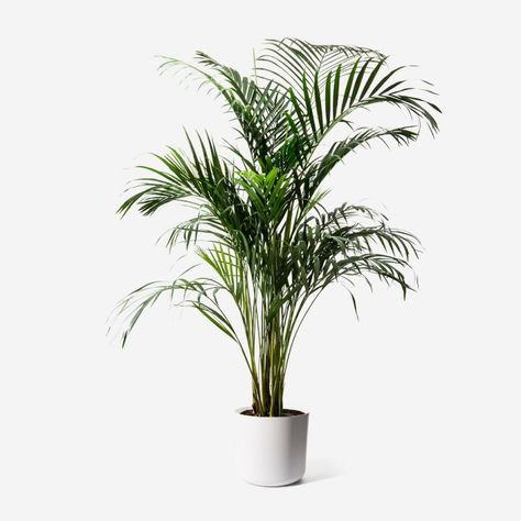 Areca Palm - FlowerBX Areca Plant, Areca Palm Indoor, Palm In Pot, Palm Tree Indoor, Indoor Palm, Areca Palm Plant, Botanical Images, Palm Plants, Indoor Palm Trees