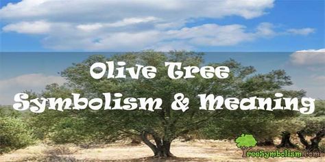 The olive tree is a symbol of longevity, perseverance, peace, healthiness, growth, and lots more and it has the ability to survive in droughts and it can even germinate in soils that may look unfavorable for normal plants. Olive Tree Symbolism, Olive Tree Meaning, Tree Symbolism, Tree Meanings, Symbolism Meaning, Olive Plant, Drought Resistant, Magnolia Trees, Biblical Inspiration