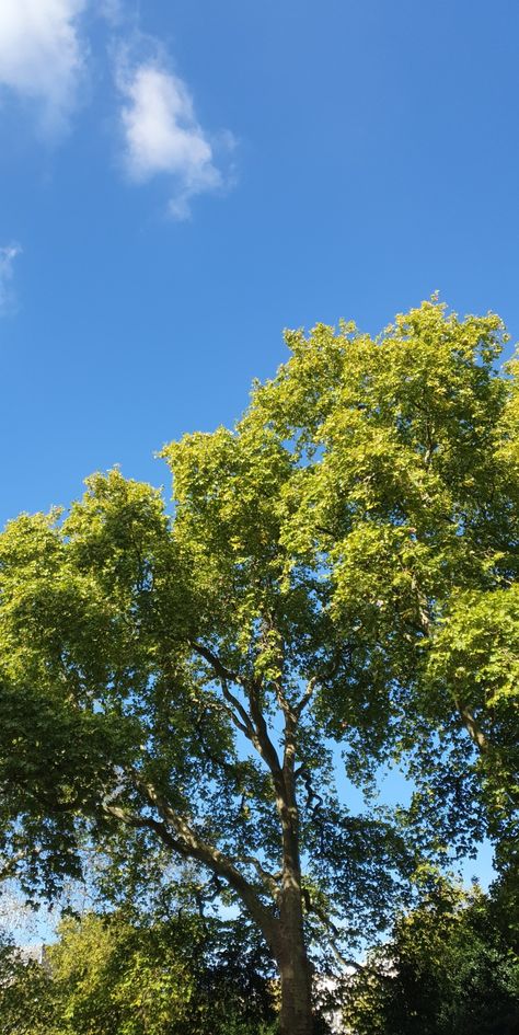 Lush green trees in front of a bright blue sky Sunny Aesthetic Pictures, Sunny Wallpers Aesthetic, Sunny Afternoon Aesthetic, Sunny Summer Day Aesthetic, Bright Sunny Day Aesthetic, Sunny Days Aesthetic, Aesthetic Sunny Day, Sunny Day Aesthetic, Summer Snap