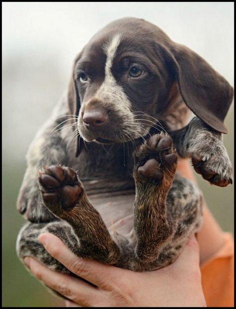 Healthiest Dog Breeds, Pointer Puppies, Nosara, Dog German, German Shorthair, Basset Hound, A Puppy, Cute Creatures, Baby Dogs