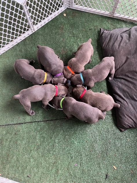 Black Cane Corso Puppies, King Corso Dog, Cane Corso For Sale, Italian Cane Corso, Black Cane Corso, Cane Corso Breeders, Cane Corso Puppy, Golden Labrador Puppies, Loyal Dog Breeds