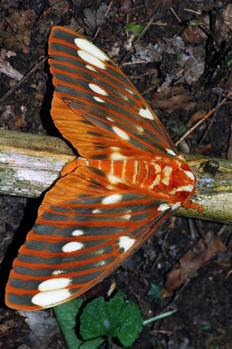 Royal Walnut Moth, Citheronia regalis. This huge female had nearly a six inch wingspan. It's also known as the Regal Moth, and the larva is the Hickory Horned Devil. Regal Moth Tattoo, Royal Walnut Moth, Regal Moth, Watercolor Bugs, Pretty Moths, Rosy Maple Moth, Cute Moth, Cool Insects, Moth Caterpillar