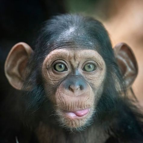 Baby Chimpanzee, I Want A Baby, Wanting A Baby, Mom Show, Dangerous Animals, Great Ape, Open Art, A Daughter, Family Parenting