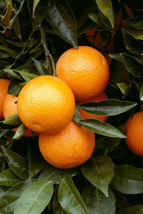 Orange trees (Citrus sinensis) are popular, easy-to-care-for fruit trees with tasty rewards. Learn how to successfully grow them in your own yard. #fruitgarden #ediblegardenideas #gardeningadvice #houseplanthacks #howtogrow #plantparenttips #thespruce Orange Nails Design, Nail Designs Orange, Orange Nails Acrylic, Tattoo Plant, Nails Orange, Bacterial Diseases, Orange Nail Designs, Citrus Plant, Orange Nail