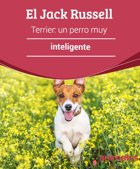 El Jack Russell Terrier: un perro muy #inteligente El #Jack #Russell #Terrier es considerado uno de los perros más inteligentes. Destaca por su vivacidad y su capacidad para desarrollar numerosas habilidades. Es un perro entusiasta, activo, ágil y resistente, lo que hace de él un excelente perro para el trabajo. Fox Terriers, Jack Russel, Russell Terrier, Jack Russell Terrier, Jack Russell, Puppies, Dogs