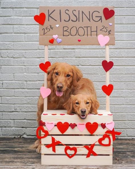 Valentine Puppy Pictures, Pet Calendar Photoshoot, Pet Photo Backdrop Ideas, Diy Pet Photoshoot, Dog Valentines Day Photoshoot, Roxy Photoshoot, Dog Holiday Photoshoot, New Puppy Photoshoot, Dog Photobooth