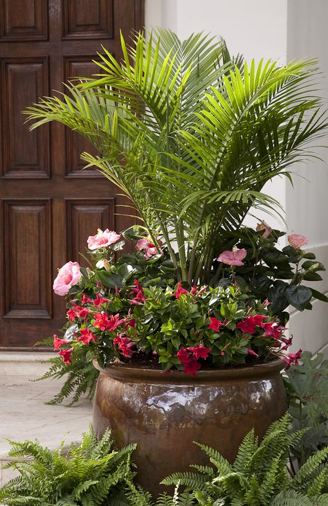 Plant Projects | Costa Farms Majesty Palm, Patio Container Gardening, Container Garden Design, Outdoor Sanctuary, Plants Ideas, Planting Ideas, Container Gardening Flowers, Pot Plants, Patio Plants