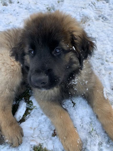 Leonberger Aesthetic, Dog Fursona, Leonberger Puppy, Cozy Critters, Puppy Schedule, Leonberger Dog, Puppy Aesthetic, Cat Cow, Animals Aesthetic