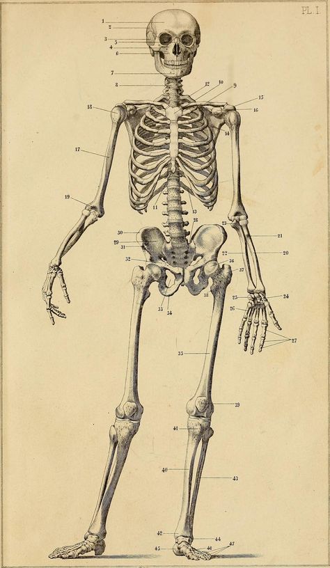 Skeletal System Anatomy, 206 Bones, The Human Skeleton, Human Skeleton Anatomy, Skeleton Anatomy, Skeleton Drawings, Skeleton Illustration, Human Bones, Human Anatomy Drawing