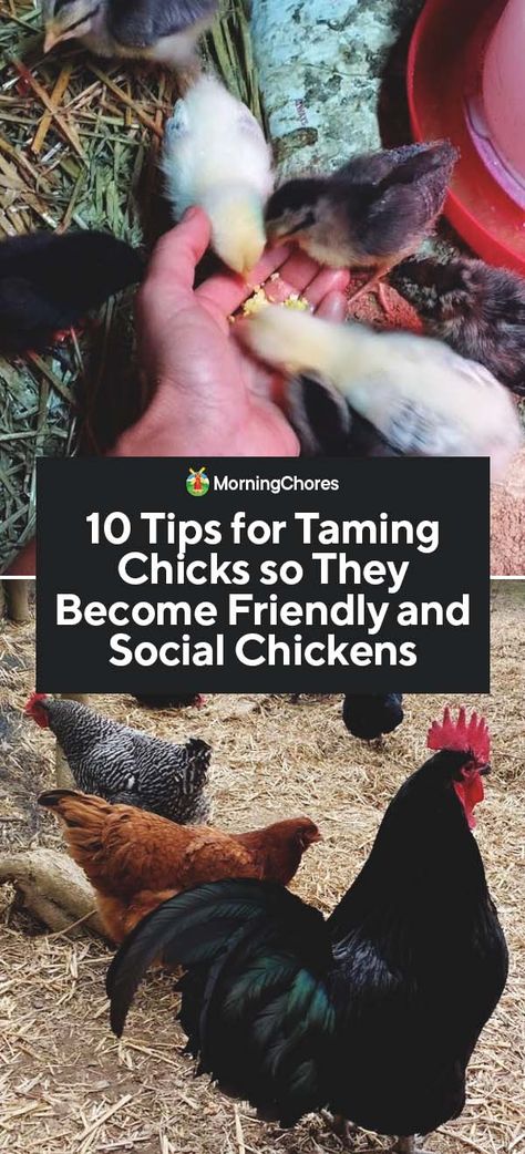 Chicken Raising, Pet Chicken, Raising Chicks, Backyard Chicken Farming, Coop Ideas, Chicken Life, Raising Backyard Chickens, Chicken Garden, Keeping Chickens