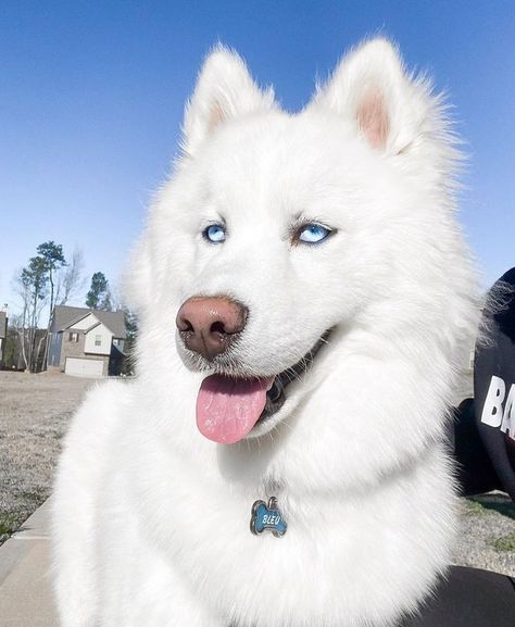 Dogs With Blue Eyes, White Husky Puppy, Haski Dog, Husky White, White Husky Dog, Dog Park Etiquette, Puppies Husky, Mini Husky, Husky Baby