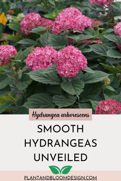 Dive into the ultimate guide to the Smooth Hydrangea (Hydrangea arborescens)! From selecting the perfect cultivar to ensuring its health and happiness, we've got you covered. Discover essential care and growth tips, plus learn how to prevent the stems from flopping over. Click through for expert advice and enjoy a thriving garden! (Invincibelle® Ruby Hydrangea photo courtesy of Proven Winners, provenwinners.com). Invincibelle Hydrangea, Hydrangea Types, Pink Flower Top, Hydrangea Photo, Hydrangea Arborescens Annabelle, Hydrangea Tree, Annabelle Hydrangea, Bigleaf Hydrangea, Types Of Hydrangeas