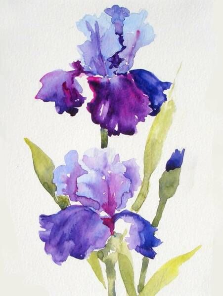 Deborah Conn 💜 Iris Art, Iris Painting, Watercolor Paintings For Beginners, 강아지 그림, Diy Watercolor Painting, Watercolor Flower Art, Watercolor Painting Techniques, Watercolor Art Lessons, Watercolor Paintings Tutorials